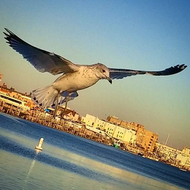 Weekend Reading: Brooklyn Stories You May Have Missed