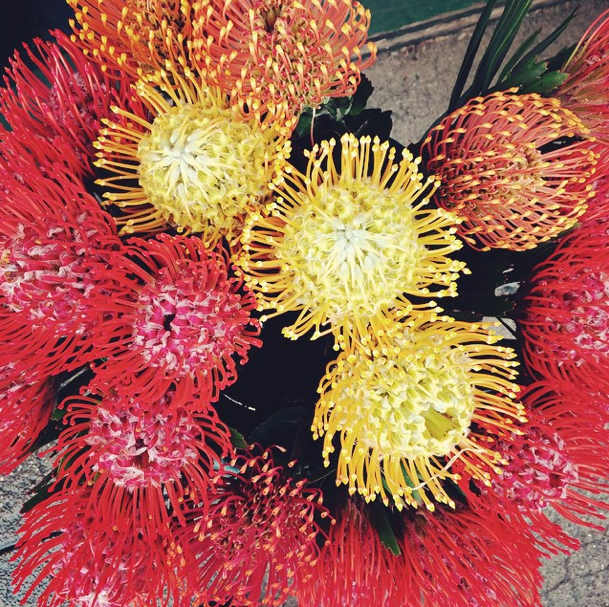 Photo Of The Day: Pincushions