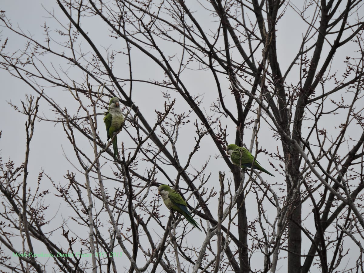 ICYMI: Smorgasburg Comes To Coney, Blackout At Warbasse, Teens Terrorize Bay Parkway