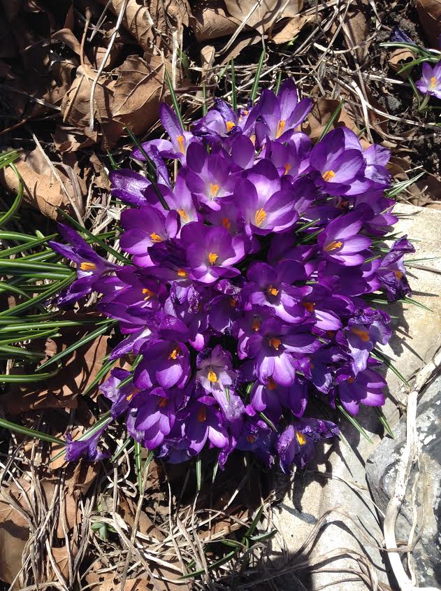 Morning Mug: The Croci Are Blooming