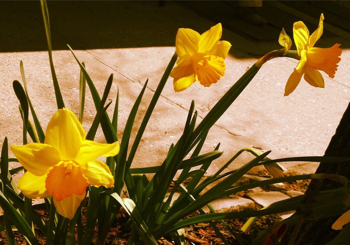 Photo Of The Day: Golden