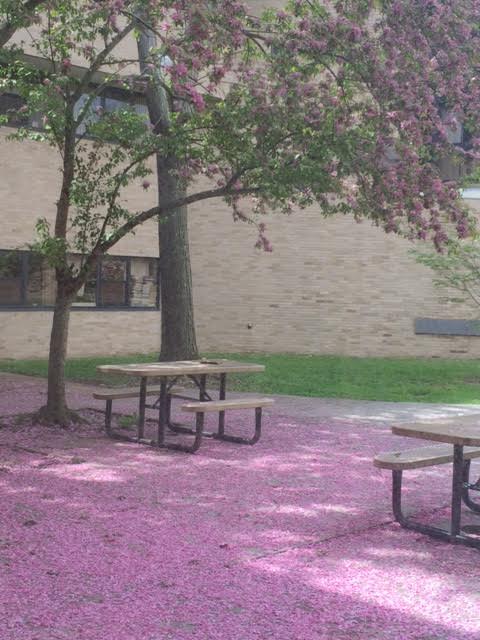 Morning Mug: “The Month Of May Was Come, When Every Lusty Heart Beginneth To Blossom, And To Bring Forth Fruit.” — Thomas Malory