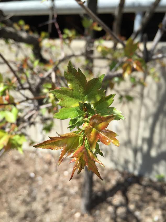 Morning Mug: “From Heav’nly Thoughts All True Delight Doth Spring.” — Thomas Campion