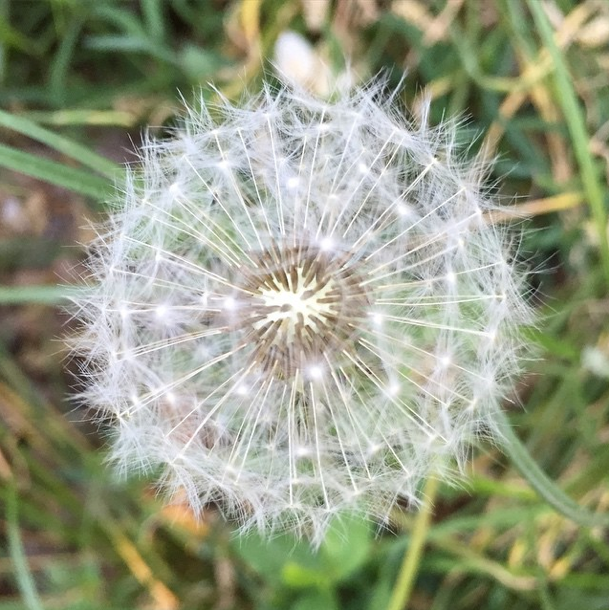 Photo Of The Day: Make A Wish