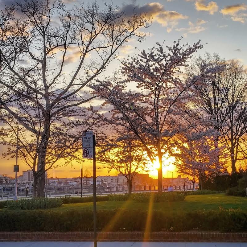 Morning Mug: “It Was June, And The World Smelled Of Roses. The Sunshine Was Like Powdered Gold Over The Grassy Hillside.” ― Maud Hart Lovelace, <i>Betsy-Tacy and Tib</i>