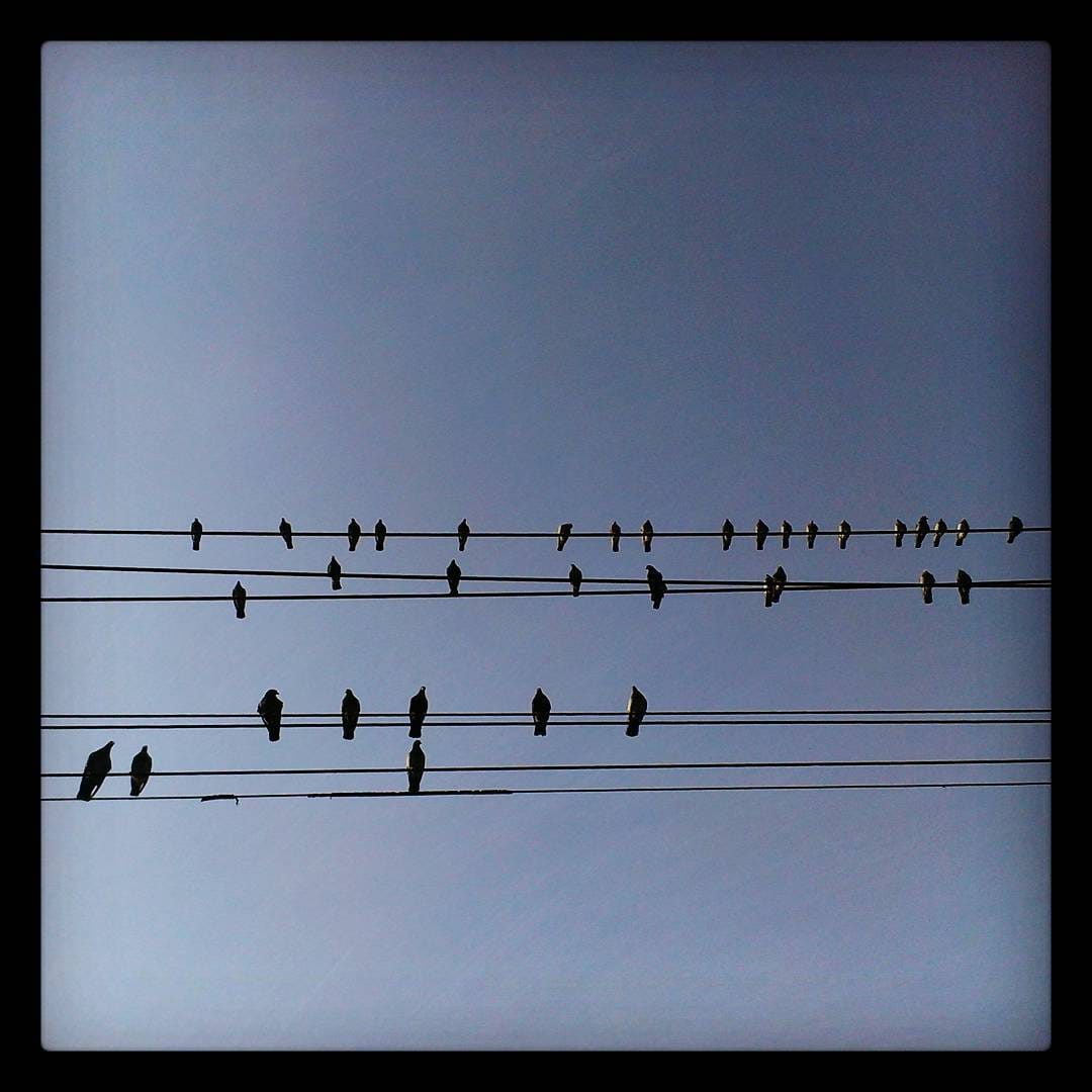 Morning Mug: “The Only Difference Between A Pigeon And The American Farmer Today Is That A Pigeon Can Still Make A Deposit On A John Deere.”  — Jim Hightower