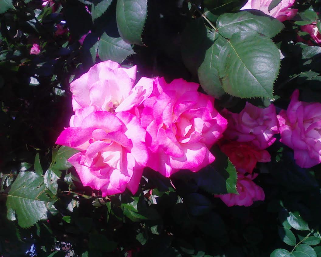 Morning Mug: “They Are Not Long, The Days Of Wine And Roses. Out Of A Misty Dream, Our Path Emerges For A While, Then Closes, Within A Dream.” ― Ernest Dowson