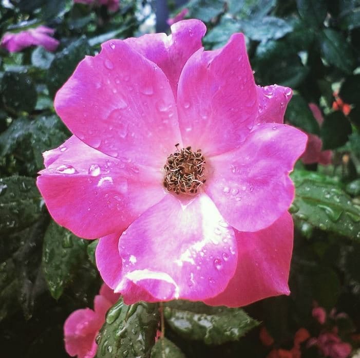 Morning Mug: “A Profusion Of Pink Roses Bending Ragged In The Rain Speaks To Me Of All Gentleness And Its Enduring.” — William Cullen Bryant