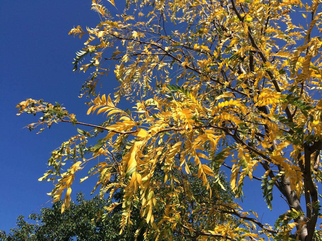 Morning Mug: “Don’t You Love New York In The Fall? It Makes Me Want To Buy School Supplies. I Would Send You A Bouquet Of Newly Sharpened Pencils If I Knew Your Name And Address.” ― Nora Ephron