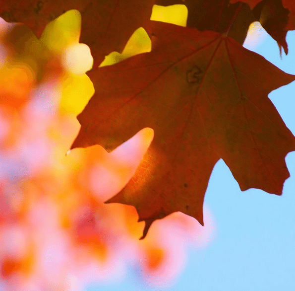 Photo Finish: Changing Seasons, Rainbow Leaves