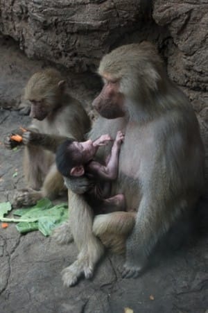 Meet Prospect Park Zoo’s Feisty New Baby Baboon
