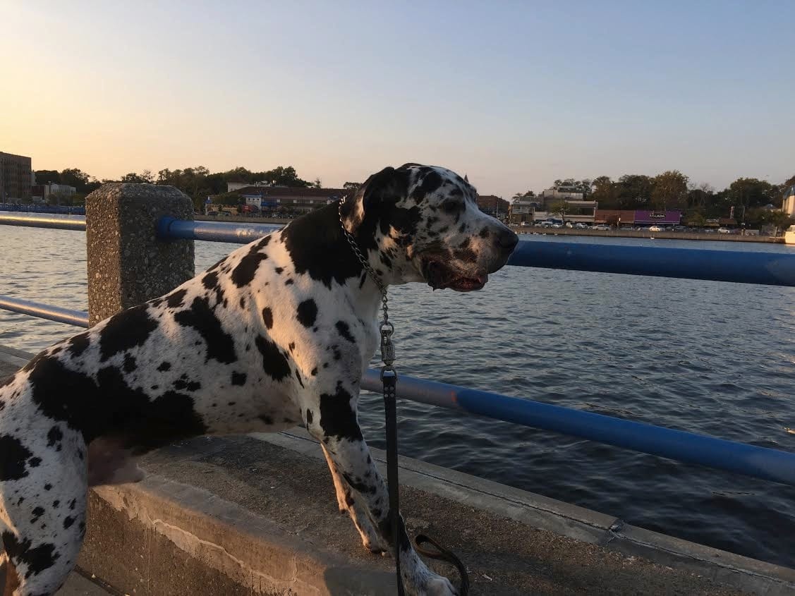 Morning Mug: “Dogs Are Our Link To Paradise. They Don’t Know Evil Or Jealousy Or Discontent.” — Milan Kundera