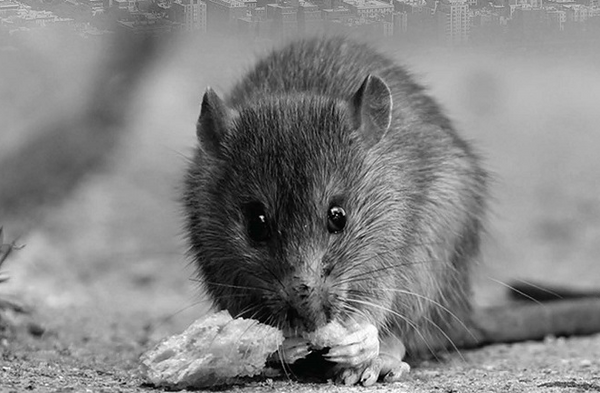 Brooklyn Tops List Of Rat Complaints In NYC