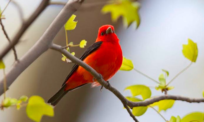 The 119th Christmas Bird Count Comes to Brooklyn Tomorrow!