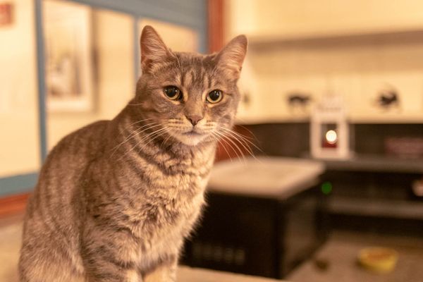 A Purr-fect New Home For Brooklyn Cat Cafe