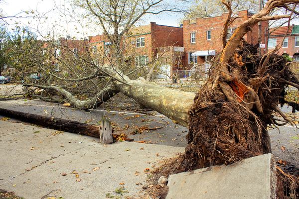 NYC Has Planted 34,000 Trees in Brooklyn Since Sandy