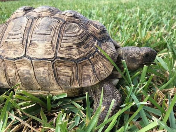 Search for Lost Pet Tortoise in Bay Ridge