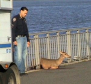 Deer Mysteriously Appear On Brooklyn Side Of Verrazano