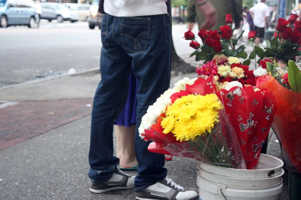 Get Free Daffodil Bulbs To Plant In Public Spaces