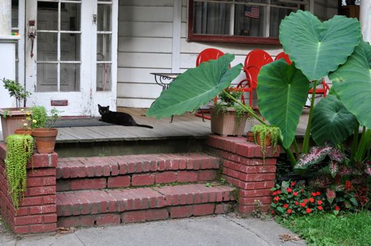 Small Cat, Big Leaves