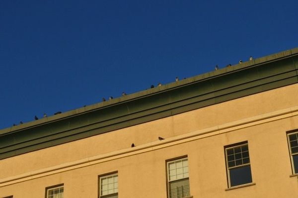 Photo of the Day: The Birds