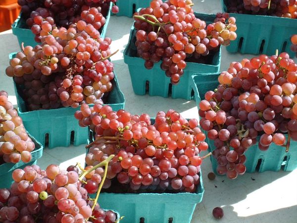 The Greenmarket Report: Donations and Nutrition