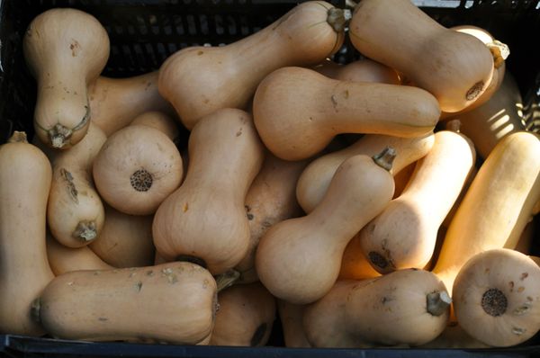 This Week at the Cortelyou Greenmarket