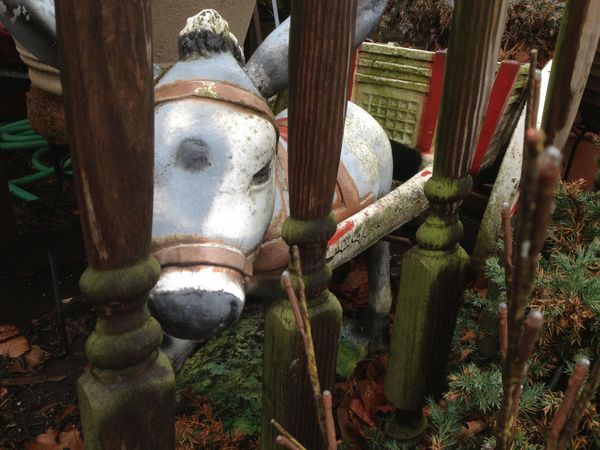 Photo of the Day: Donkey