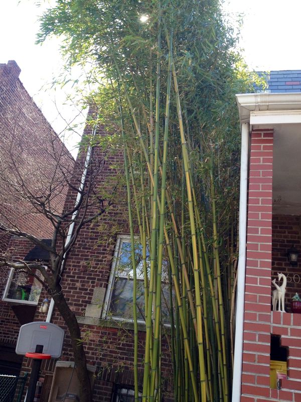 Photo Of The Day: Bamboo