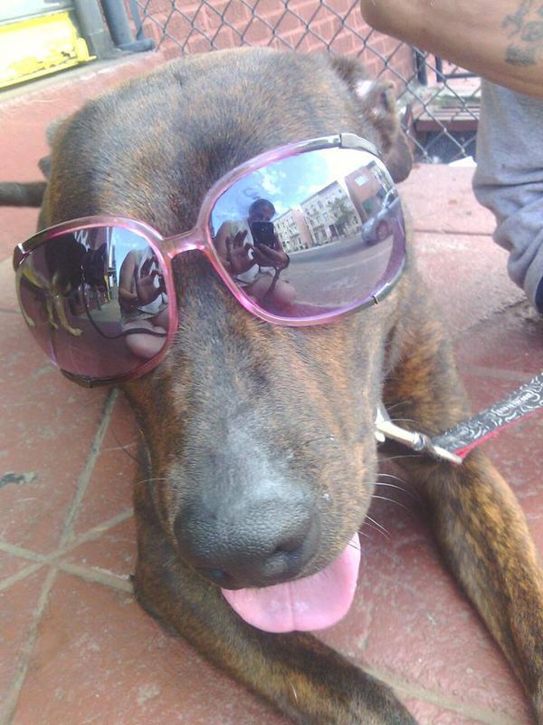 Adoptable Dog Of The Week: Bullet