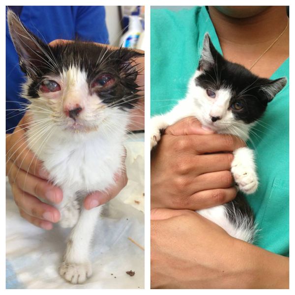 Saved From The Street, Princessa The Kitten Needs A Home