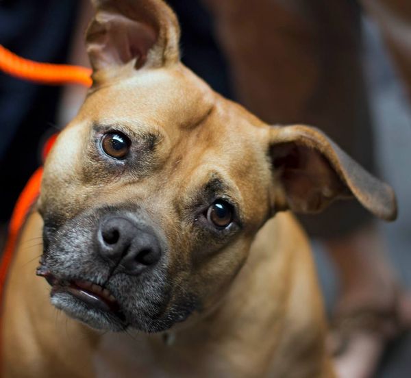 Support Sean Casey Animal Rescue By Singing Karaoke