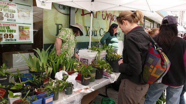 Swap Plants & Gardening Tips Next Saturday At The Flatbush Food Co-op