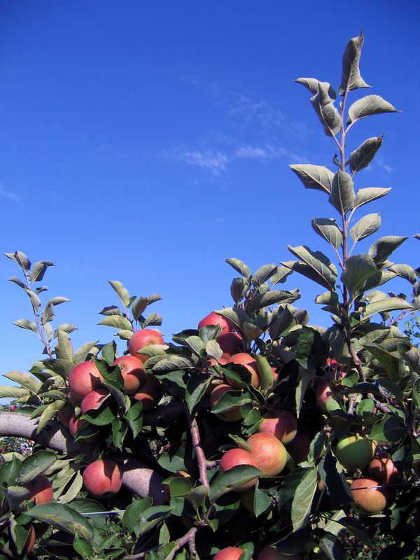 Take The Family Apple Picking At A Nearby Orchard This Fall