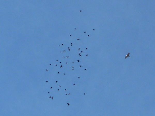 Photo Of The Day: The Chase