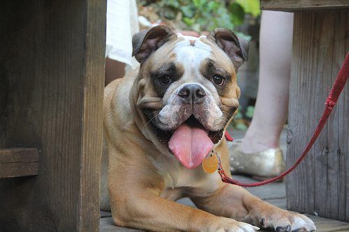 Doing The Right Thing By Local Animals: On The New NYPD-ASPCA Partnership