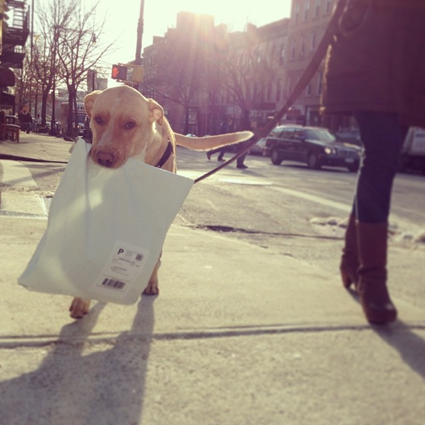 Photo Of The Day: Maildog