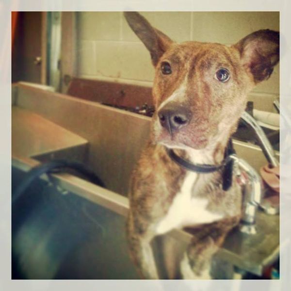 Sean Casey’s Sunset Park Shelter In Need Of Towels & Blankets