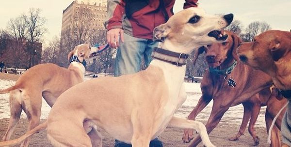 Photo Of The Day: Whippet Real Good