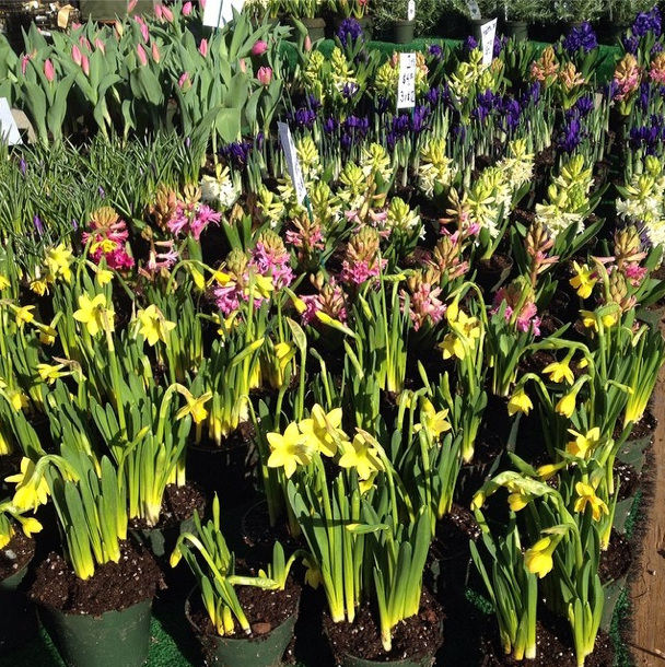 The Greenmarket Report: Flowers, Fix-Its & Free Sauce