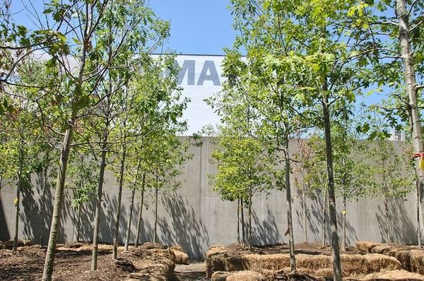 Get Free Trees At These Nearby Locations!