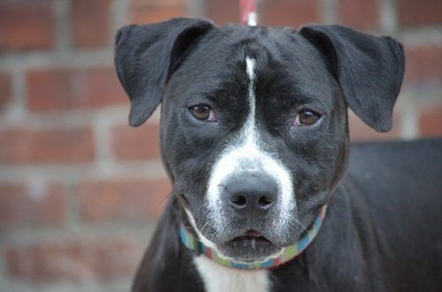 Donate To Help Local Animals In Need