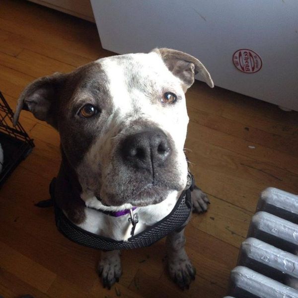 Tragic End To South Slope Dog’s Loving Rescue
