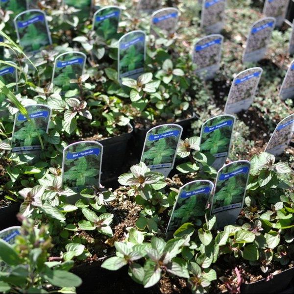 This Week At The Cortelyou Greenmarket