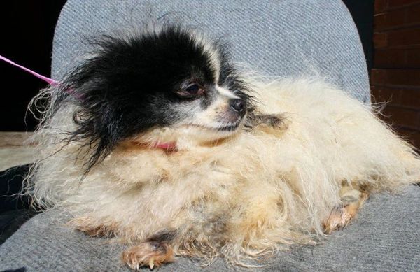 Help Sean Casey Continue Its Critical Care Program