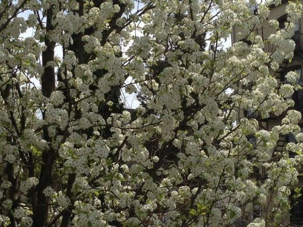 Street Smell Like Rotten Fish? Blame The Pretty Trees