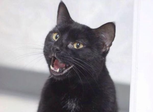 Adopt A Cat Or Dog For Free Next Weekend!