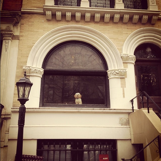 Photo Of The Day: Dog’s Eye View