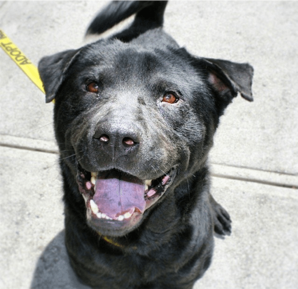 Free Pet Adoptions In The Area Next Weekend