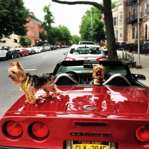 Photo Of The Day: Fetching